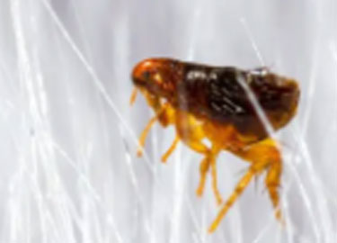 How to kill fleas?